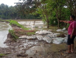 Akibat Tanggul Jebol, Ratusan Hektar Sawah di Kecamatan Lapang Terancam Gagal Panen