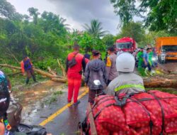 Pohon Tumbang di Blang Panyang, Personel Polsek Muara Satu Datangi TKP