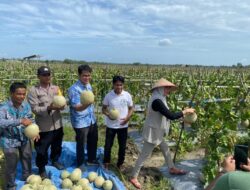 Bhabinkamtibmas Subsektor Banda Baro Panen Melon Bersama Masyarakat