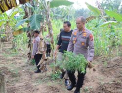 Ratusan Batang Tanaman Ganja Ditemukan di Kebun Warga