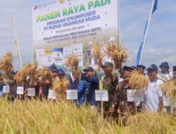 Kapolsek Kuta Makmur Diwakili Bhabinkamtibmas  Hadiri Panen Raya Padi Program PT PIM