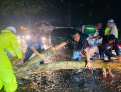 Aksi Kapolsek Muara Dua Bersama Masyarakat Evakuasi Pohon Tumbang Ganggu Arus Lalu Lintas