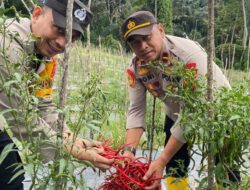 Kapolsek Muara Dua Panen Cabe Program Ketahanan Pangan