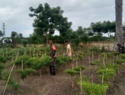 Warga Panen Cabai dan Terong Bersama Babinsa Di Tanah Pasir