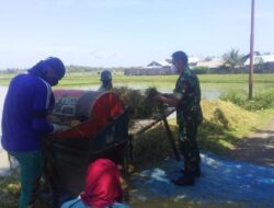 Babinsa Bantu Panen Padi Di Wilayah Desa Binaan.