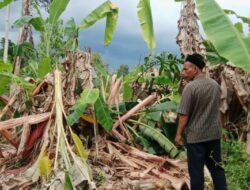 Gajah Liar Merusak Lahan Pertanian di Paya Bakong, Ini Harapan Camat