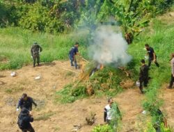 Personel Kodim 0103/Aut kembali Dampingi BNN RI Musnahkan Lahan Ganja Di Perbukitan