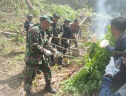 Personel Kodim 0103/Aut Kembali Musnahkan Lahan Ganja di Sawang