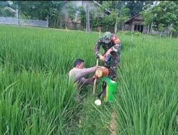 Babinsa Kodim 0103/Aceh Utara Bantu Petani Rawat Tanaman Padi Di sawah