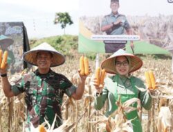 Panen Jagung Perdana Program Kodam IM di Aceh Utara 