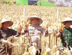 Wakili Kapolda Aceh, Kapolres Lhokseumawe Bersama Pangdam IM Panen Jagung Perdana di Sawang