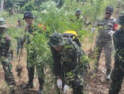 Belasan Personel Kodim 0103/Aceh Utara Kembali Musnahkan Lahan Ganja Seluas 4 Hektare Di Sawang