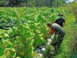 Semangat Juang Babinsa Kodim 0103/Aceh Utara Dampingi Petani Timun