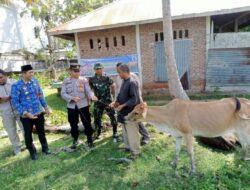 Kapolsek Blang Mangat dan Muspika Serahkan Lima Ekor Sapi di Desa Jambo Mesjid