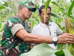 Dandim 0103/Aceh Utara Tinjau Perkembangan Tanaman Jagung di Seluruh Jajaran Koramil