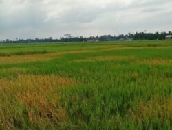 Akibat Proyek Bendungan Krueng Pase Belum Rampung, Ratusan Hektar Sawah Gagal Panen