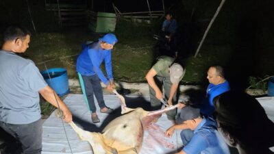 “Caleg Patah Hati” Bagi-bagi Daging Meugang