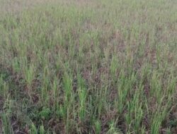 Akibat Bendungan Krueng Pase Belum Rampung, Ribuan Hektar Sawah di Aceh Utara Gagal Panen