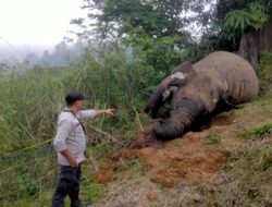 Misteri Kematian Gajah: Polisi Datangi TKP di Gunung Salak Kilometer 35