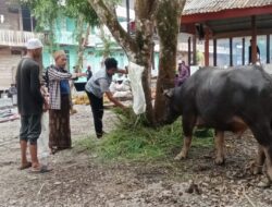 Radad Aceh Utara dan Kota Lhokseumawe Sumbang Satu Ekor Kerbau Pada Haul Abuya Muda Wali Al-Khalidy yang ke-65