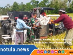 Babinsa Koramil 15/Mtk Turut Ikut Turun Ke Sawah Bantu Petani Panenkan Padi