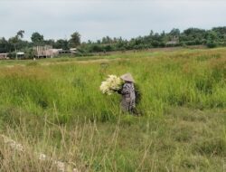 “Bak Ngom” Penyambung Nyawa Ketika Bendungan Irigasi Tak Berfungsi