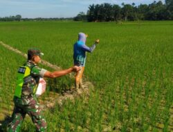 Dukung Ketahanan Pangan, Babinsa Bantu Warga Pupuk Padi di Sawah