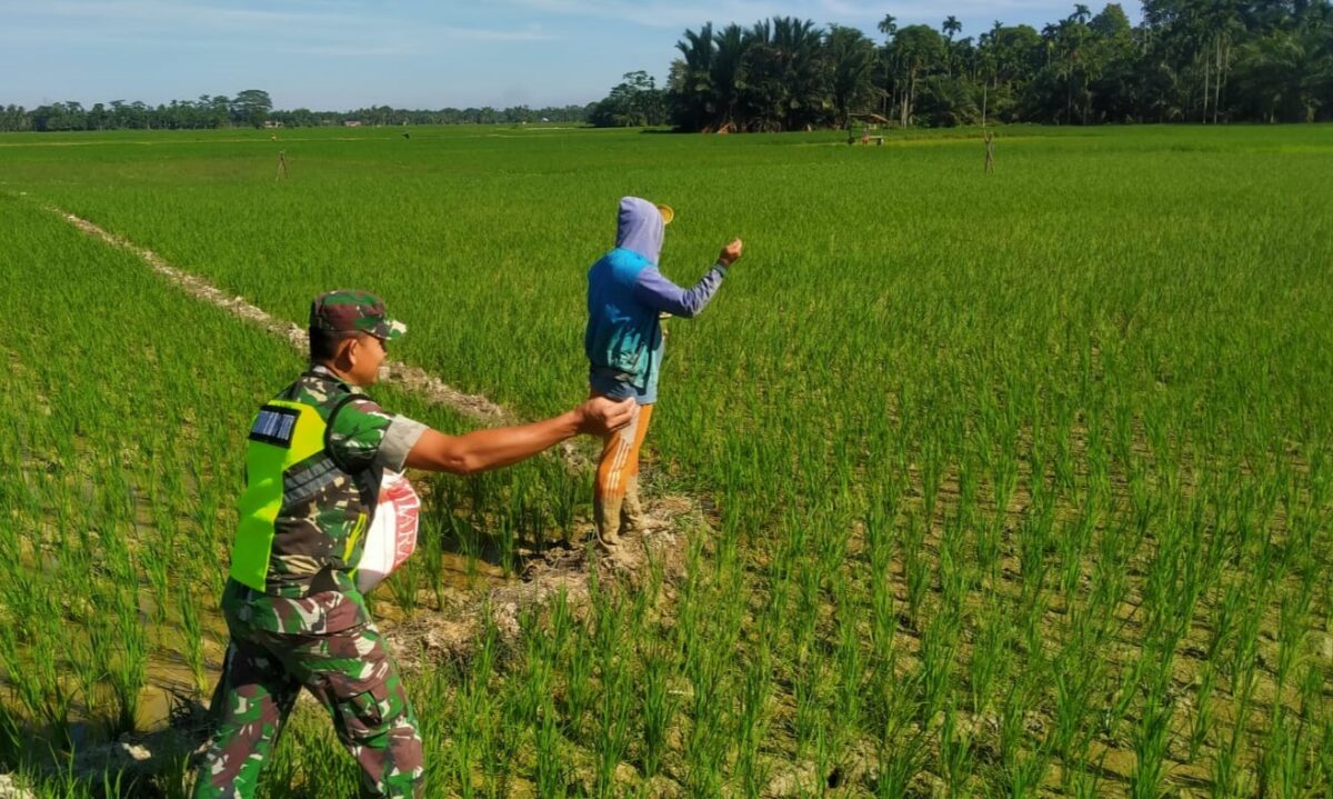 Babinsa Koramil 28/Prt jajaran Kodim 0103/Aceh Utara Serda Munawir membantu pemupukan padi milik petani warga Binaan di Desa Pucok Alue, Kecamatan Pirak Timu, Kabupaten Aceh Utara. Minggu (25/08/2024)