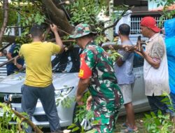 Gerak Cepat Tanggap, Babinsa Bersama Masyarakat Bantu Evakuasi Mobil Tertimpa Poho