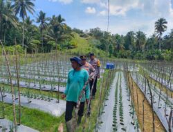 Dukung Ketahanan Pangan, Kapolsek Muara Dua Kunjungi Kelompok Tani Udep Beusaree