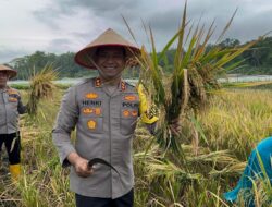 Kapolres Lhokseumawe Panen Padi di Blang Crum, Dukung Ketahanan Pangan dalam Program 100 Hari Presiden