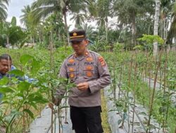 Kapolsek Muara Satu Dukung Produktivitas Petani Cabai untuk Ketahanan Pangan