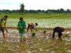 TNI Bantu Petani Tanam Padi di Pucok Alue