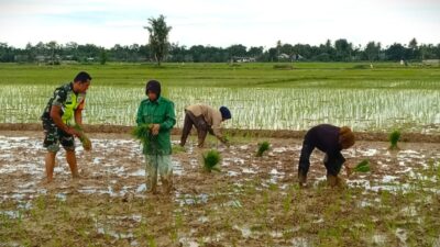 TNI Bantu Petani Tanam Padi di Pucok Alue