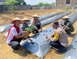 Kapolsek Muara Dua Tanam Benih Jagung dan Kembang Kol, Dukung Program Pemanfaatan Lahan Produktif