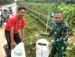 Sinergisitas TNI dan Petani dalam kegiatan Panen Timun di Aceh Utara