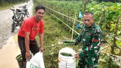 Sinergisitas TNI dan Petani dalam kegiatan Panen Timun di Aceh Utara