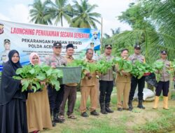 Kapolsek dan Muspika Panen Perdana Sawi di Pekarangan Pangan Bergizi Polsek Meurah Mulia