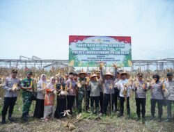 Bersama Wali Kota dan Dandim, Kapolres Lhokseumawe Panen Raya Jagung Serentak Bareng Presiden Prabowo secara Virtual