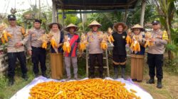 Kapolsek Muara Dua Panen Raya Jagung Serentak, Dukung Swasembada Pangan Nasional 2025