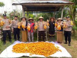 Kapolsek Muara Dua Panen Raya Jagung Serentak, Dukung Swasembada Pangan Nasional 2025