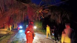 Polsek Blang Mangat Respons Cepat Pohon Tumbang di Desa Teungoh, Imbau Warga Waspada Cuaca Ekstrem