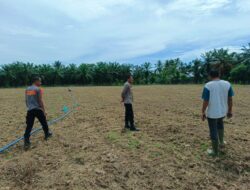 Polsek Syamtalira Bayu Turun ke Ladang, Dukung Ketahanan Pangan Demi Kesejahteraan Warga