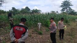 Polsek Blang Mangat Tinjau dan Bantu Penanaman Ulang Jagung di Blang Buloh