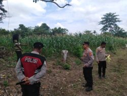 Polsek Blang Mangat Tinjau dan Bantu Penanaman Ulang Jagung di Blang Buloh
