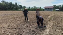 Dukung Ketahanan Pangan, Polsek Syamtalira Bayu Tinjau Lahan Jagung di Desa Siren Tujuh