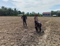 Dukung Ketahanan Pangan, Polsek Syamtalira Bayu Tinjau Lahan Jagung di Desa Siren Tujuh