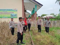 Dukung Ketahanan Pangan, Polsek Banda Sakti Tinjau Lahan Jagung Binaan di Desa Simpang Empat
