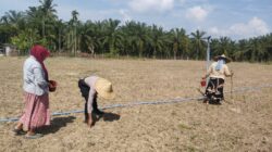 Polsek Syamtalira Bayu Tinjau Perkembangan Lahan Jagung di Desa Siren Tujuh
