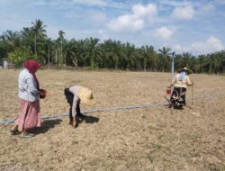 Polsek Syamtalira Bayu Tinjau Perkembangan Lahan Jagung di Desa Siren Tujuh